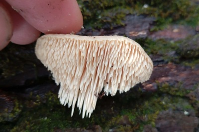 irpiciporus-pachyodon5