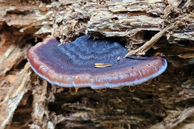 Ischnoderma benzoinum