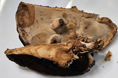 ischnoderma-benzoinum6