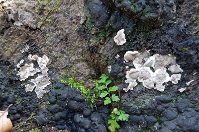 kretzschmaria-deusta3