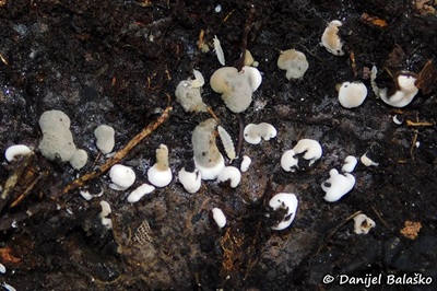 kretzschmaria-deusta4