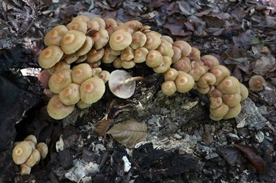 Kuehneromyces mutabilis