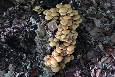 kuehneromyces-mutabilis