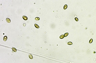 kuehneromyces-mutabilis12