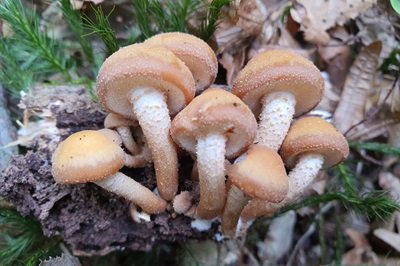 kuehneromyces-mutabilis