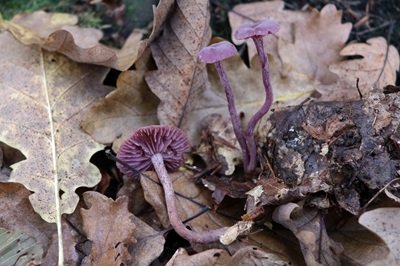 Laccaria amethystina