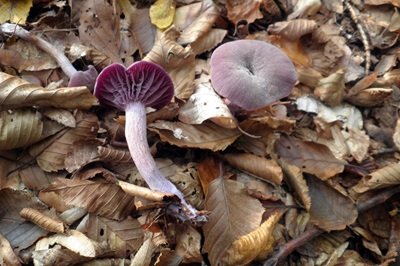 laccaria-amethystina