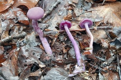 laccaria-amethystina