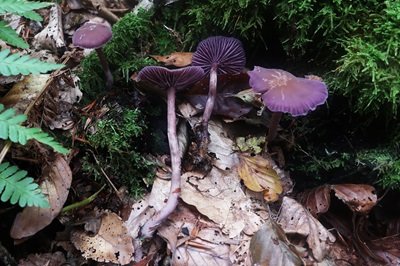 laccaria-amethystina