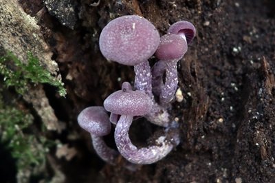 laccaria-amethystina