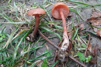 Laccaria laccata