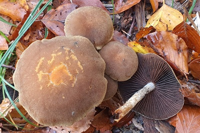 lacrymaria-lacrymabunda2