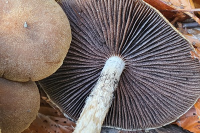 lacrymaria-lacrymabunda3