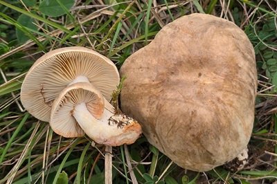 Lactarius acris