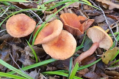 Lactarius atlanticus