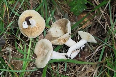 lactarius-azonites