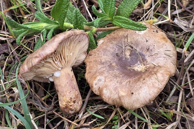 Lactarius cistophilus