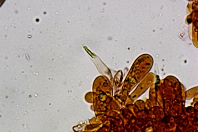 lactarius-cremor11