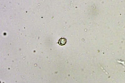 lactarius-cremor8