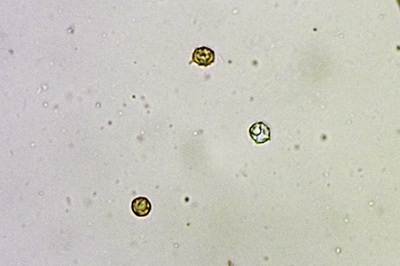 lactarius-cremor9