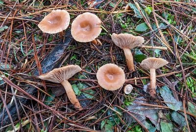 Lactarius decipiens