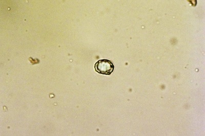 lactarius-deliciosus10