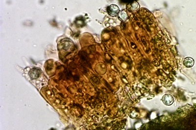 lactarius-deliciosus12