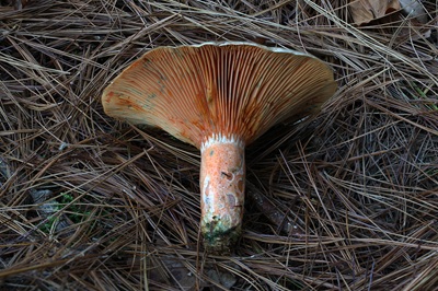 lactarius-deliciosus4