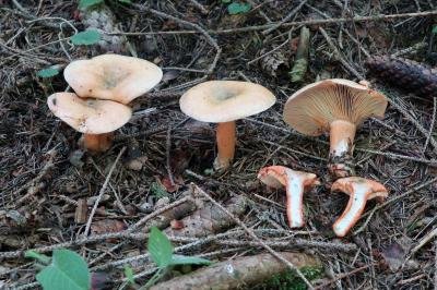 Lactarius deterrimus