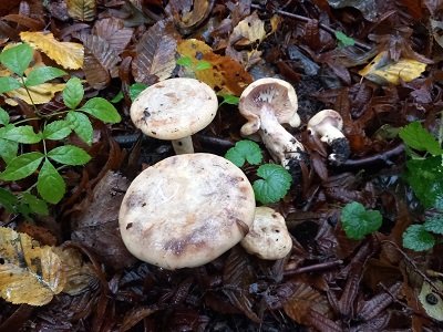 Lactarius flavidus