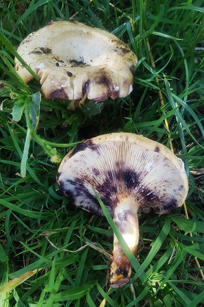 Lactarius flavidus