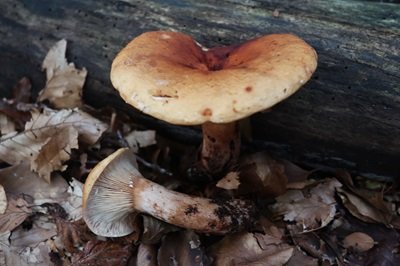 Lactarius fulvissimus