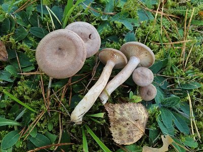 Lactarius glyciosmus