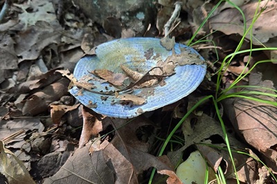 Lactarius indigo