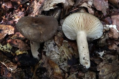 Lactarius picinus