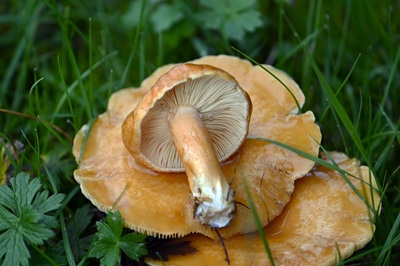 Lactarius porninsis