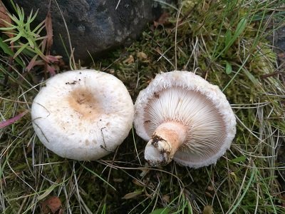 Lactarius pubescens