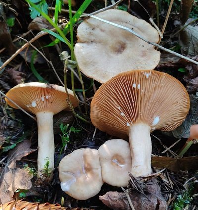 Lactarius pyrogalus