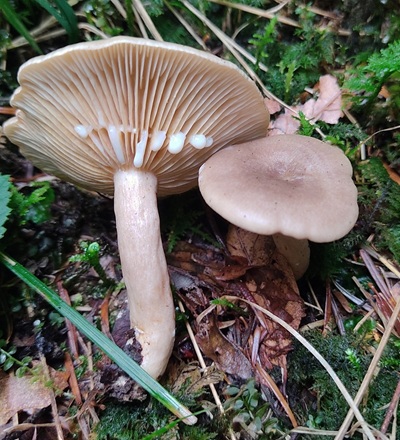 lactarius-pyrogalus1