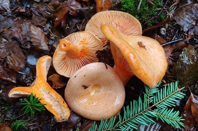 lactarius-salmonicolor