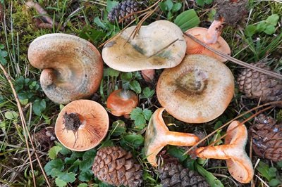 Lactarius semisanguifluus