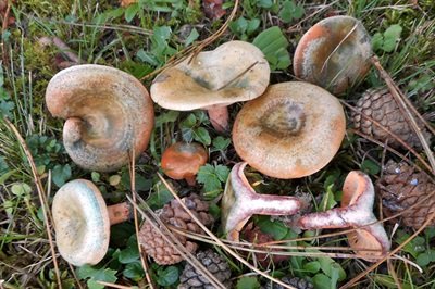 lactarius-semisanguifluus