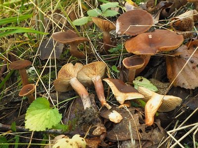 Lactarius serifluus