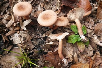 Lactarius tabidus