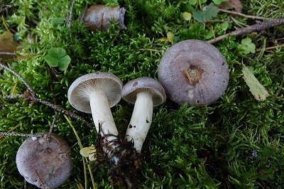 Lactarius trivialis