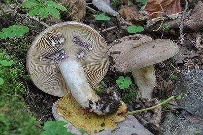 Lactarius uvidus