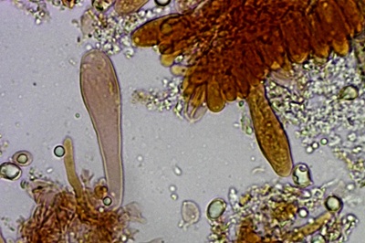 lactifluus-piperatus12