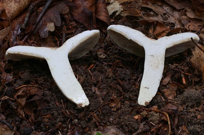 lactifluus-piperatus5