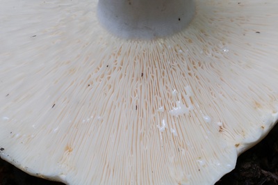 lactifluus-piperatus6