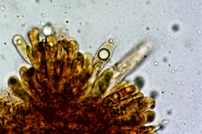 lactifluus-piperatus9